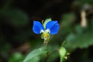 納付方法の振替納税に必要な口座登録の手続きは？