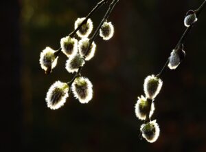 BASEのネットショップ収益に関する確定申告の所得区分判定は20代男性にとってどうなる？