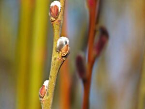 BASEネットショップの収益に関する確定申告と住民税の普通徴収方法は20代男性にとってどうなっている？