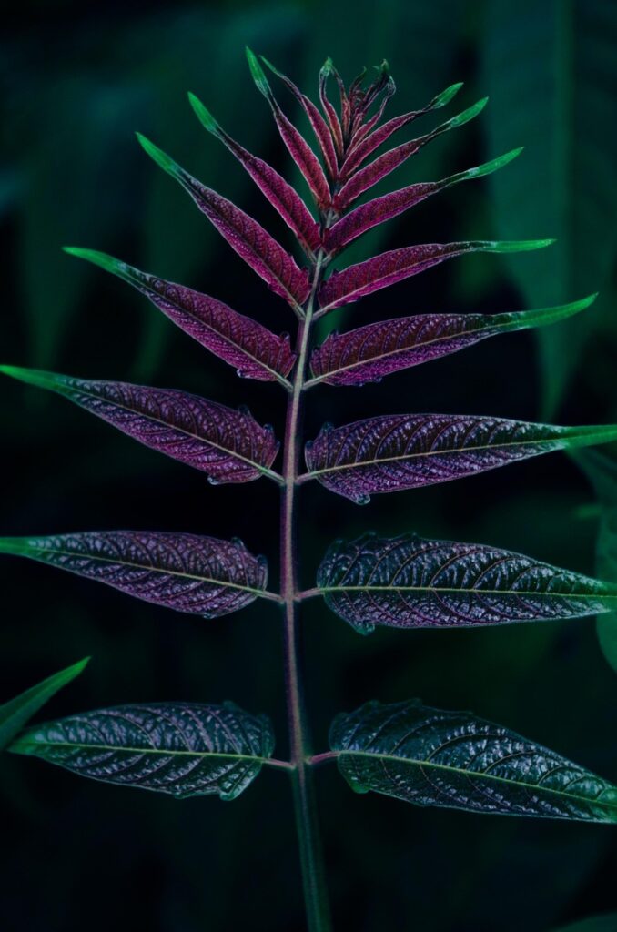 Canvaを使った勘定科目の作成方法は？