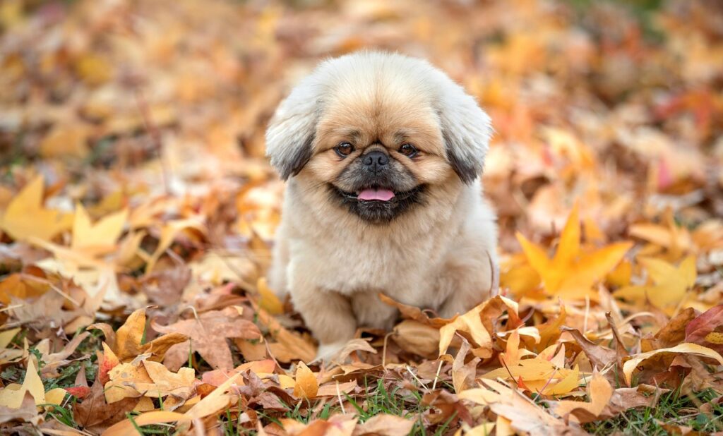 ドメイン代の経費を仕訳する方法は？