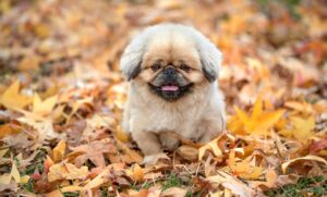 ドメイン代の経費を仕訳する方法は？