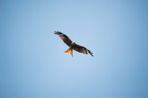 Twitchのサブスク収益に関する20代男性のための確定申告と住民税普通徴収の方法は？