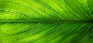 グリーンバックの副業で勘定科目はどれを使うべきか？